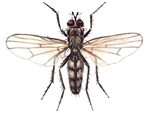 капустная муха