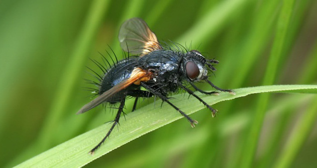 Борьба с капустной мухой