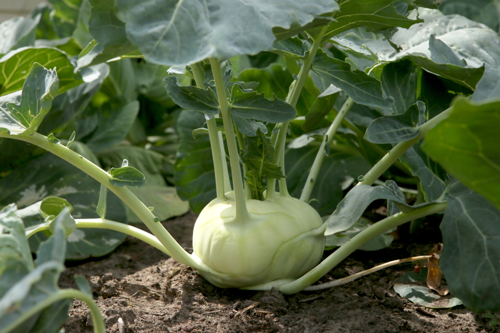 stock photo kohlrabi cabbage growing in garden kohlrabi or turnip cabbage in vegetable bed 1128200600