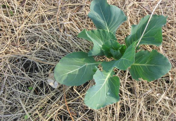 cabbage plant spring